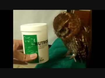 フクロウ闘病中2