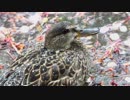 寝耳に水