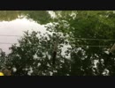 Tokyo Mitaka & Nakano : 三鷹&中野&朝&夜景 : 2019/Apr/24 Wed : 2019年4月24日 水曜