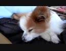 足をちょこんとそろえてまったりするワンコ（パピヨン）