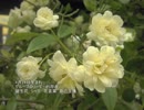 誕生日に贈る言葉～4月25日生まれの聡明で心の広いあなたに－聴きものがたり