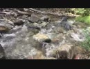 Calming River　金本朝樹