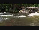 Mountain Stream　金本朝樹