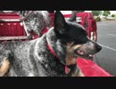Barlee the Australian Cattle Dog