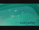 まったりメダカな一日　　第一話