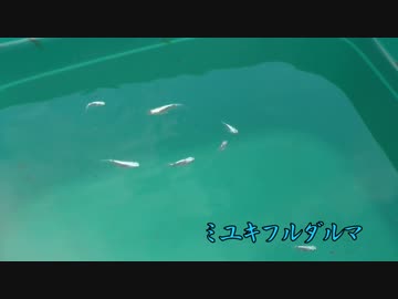 まったりメダカな一日　　第一話