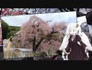 ぼっちライダーとあかりちゃんが今日もどっか行くようです【大紀町お花見編】