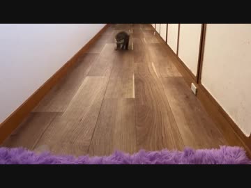 ゼリーに大喜びなカワウソの子供