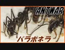「パラポネラ」