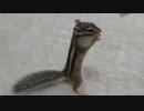 落ち着きがないシマリスさん