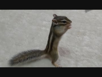 落ち着きがないシマリスさん