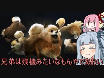 誕生日やけど普通に実況するで葵【VOICEROID実況】