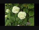 ho散歩　２０１９年４月２５日