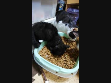 イヴちびちゃん、カリカリが食べられるようになりました