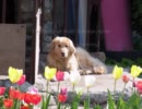 TTMP original music & image movie【 Spring flowers blooming 】