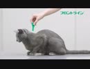 フロントライン プラス2019_家ネコ篇