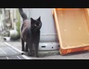 ちょっと千代保稲荷行ってくる PT191