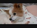 カメラで撮影されていることに気づいたワンコ（パピヨン）