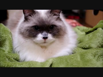 もうふをかみしめるのにゃ！