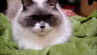 もうふをかみしめるのにゃ！