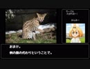 撮りためてる動物写真を公開してみる その3