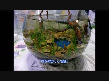 【水槽立ち上げ】小さなオアシス【近況まとめ】