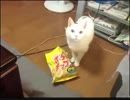 ポテチに完全勝利した猫UC