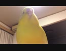 人間になれなかったインコ