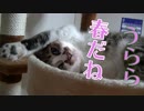 春の宵にまどろむ猫~~ドアップもかわいいトゥリヤ
