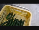 きゅうり栽培実況vol.82   H31春-7 やりたいことが山積みっ！！