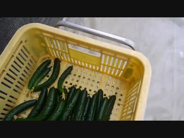 きゅうり栽培実況vol.82   H31春-7 やりたいことが山積みっ！！
