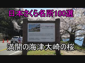【日本さくら名所100選】満開の海津大崎の桜
