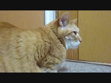 拾いねこ＠生後2485/2452日目　寄り添いアコツキ。