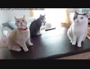 【生海月】なまくらじお【2019.4.28】
