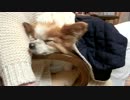 椅子のひじかけをあご枕にするワンコ（パピヨン）