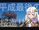 【ゆかあか86車載】平成最後の桜巡り【山梨一本桜】