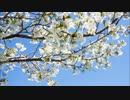 初音ミク『葉桜』 【Original】