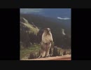 【ナポ男MAD】絶叫する天才弁護士ビーバー