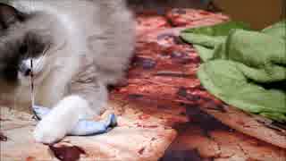 だるくなったからこの紐をはずすのにゃ