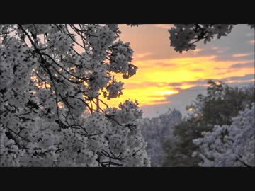 佐保川の桜並木の夕景