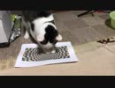 猫に錯視画像見せてみた