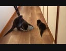 水に夢中過ぎなカワウソちぃたん