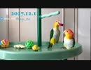 煽るインコ