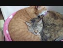 拾いねこ＠生後2487/2454日目　かいかいかい・・間違って月音さんの顔を掻くアコさん。