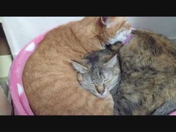 拾いねこ＠生後2487/2454日目　かいかいかい・・間違って月音さんの顔を掻くアコさん。