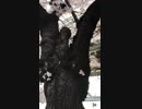 性的趣向によってはエッチなサムネの桜の屋根.short