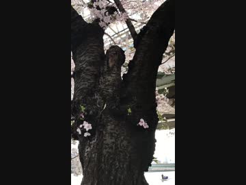 性的趣向によってはエッチなサムネの桜の屋根.short