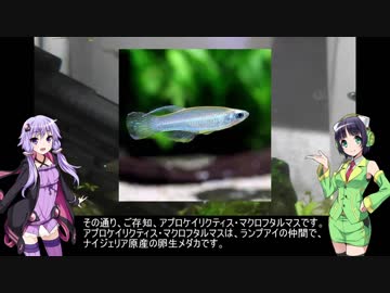 結月ゆかりとアクアリウム夜話　第13夜