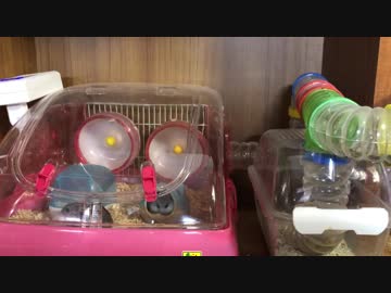 ぼくのかんがえたさいきょうのケージ・改