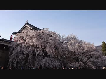 あかりちゃんとのんびりドライブPart7 上田城跡桜祭